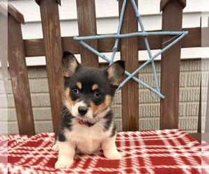 Pembroke Welsh Corgi Puppy for sale in MIDDLEBURY, IN, USA