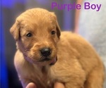 Puppy 11 Golden Retriever