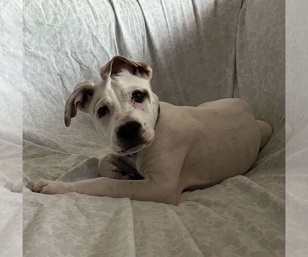 Medium Photo #17 Mutt Puppy For Sale in Brooklyn Center, MN, USA