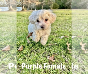 Maltipoo Puppy for sale in BOGALUSA, LA, USA