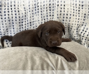 Labrador Retriever Puppy for sale in OCALA, FL, USA
