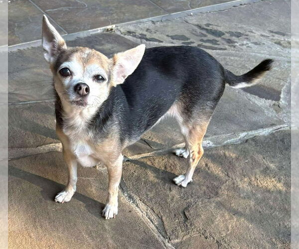 Medium Photo #22 Chihuahua-Unknown Mix Puppy For Sale in Boonton, NJ, USA