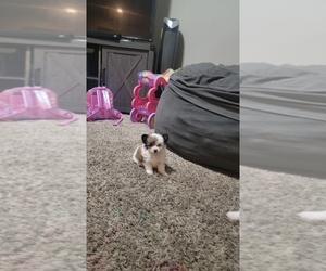 Yoranian Puppy for sale in CHULA VISTA, CA, USA