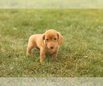Small #3 Dachshund