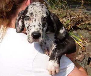Great Dane Litter for sale in SPRAGGS, PA, USA