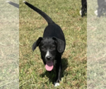 Small #1 German Shepherd Dog Mix