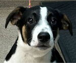 Small #4 Mutt