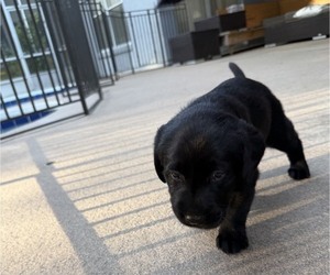 Labrador Retriever Puppy for sale in OCOEE, FL, USA