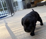 Small Labrador Retriever