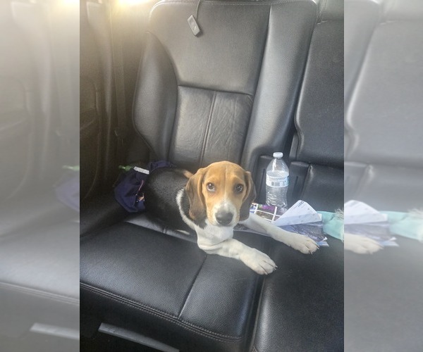Medium Photo #1 Beagle Puppy For Sale in RALEIGH, NC, USA