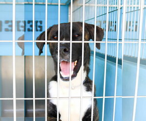 Anatolian Shepherd-Unknown Mix Dogs for adoption in Pasadena, CA, USA