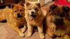 Small Photo #9 Chow Chow Puppy For Sale in DECATUR, IL, USA
