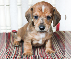 Dachshund Puppy for sale in CHRISTIANA, PA, USA