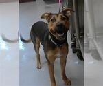 Small German Shepherd Dog