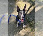 MESSI - Male Mutt Dog for Adoption - Small photo