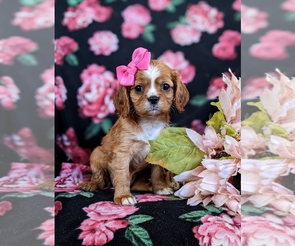 Medium Photo #3 Cavalier King Charles Spaniel Puppy For Sale in CHRISTIANA, PA, USA