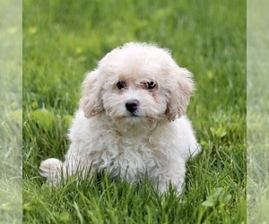 Bichon Frise-Bichpoo Mix Puppy for sale in KINZERS, PA, USA