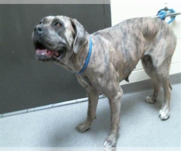 Medium Photo #3  Puppy For Sale in , 