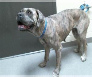 Mutt Dog for Adoption in Denver, Colorado USA