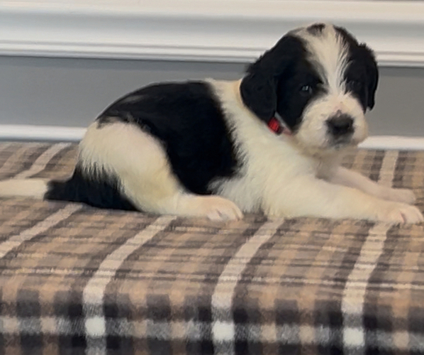 Medium Photo #1 Bernedoodle-Labradoodle Mix Puppy For Sale in MILFORD, NJ, USA