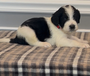 Bernedoodle-Labradoodle Mix Litter for sale in MILFORD, NJ, USA