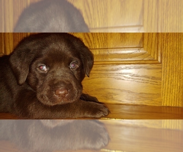 Medium Photo #8 Labrador Retriever Puppy For Sale in BLUFFTON, IN, USA