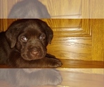 Small Photo #8 Labrador Retriever Puppy For Sale in BLUFFTON, IN, USA