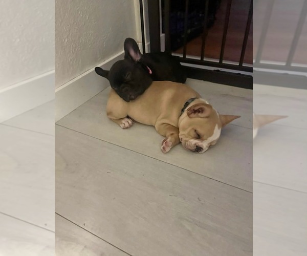 Medium Photo #15 French Bulldog Puppy For Sale in CEDAR RAPIDS, IA, USA