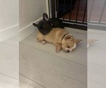 Small #14 French Bulldog