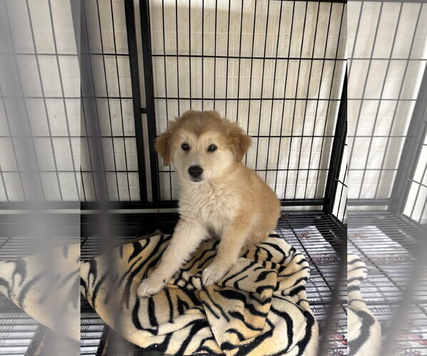 Medium Photo #2 Mountain Cur Puppy For Sale in Gilberts, IL, USA