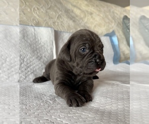 Cane Corso Puppy for sale in PORTER RANCH, CA, USA