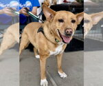 Small #14 Chow Chow-Rat Terrier Mix