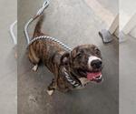 Small Australian Shepherd-Staffordshire Bull Terrier Mix