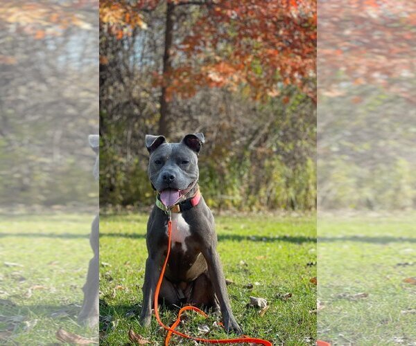Medium Photo #2 American Pit Bull Terrier-Unknown Mix Puppy For Sale in Lockport, NY, USA