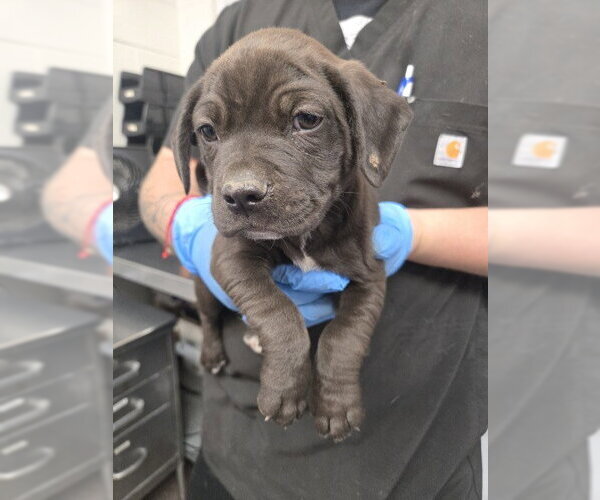Medium Photo #1 Mutt Puppy For Sale in San Bernardino, CA, USA