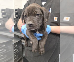 Mutt Dogs for adoption in San Bernardino, CA, USA