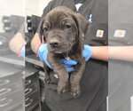 Small Mutt