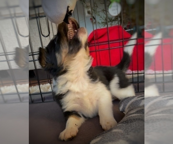 Medium Photo #4 Border Collie-Papillon Mix Puppy For Sale in CULPEPER, VA, USA