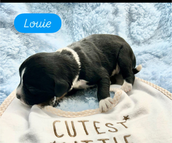 Medium Photo #1 Portuguese Water Dog Puppy For Sale in BAYTOWN, TX, USA