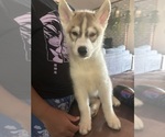 Puppy Brownie Siberian Husky