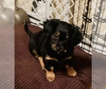 Small Photo #6 Chiweenie Puppy For Sale in OMAHA, NE, USA