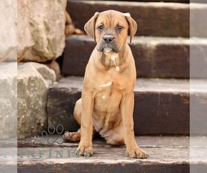 Boxador Puppy for sale in NEW HOLLAND, PA, USA