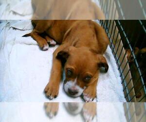 Mutt Dogs for adoption in Tulsa, OK, USA