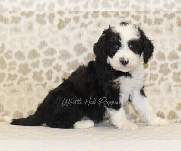 Medium Photo #3 Miniature Bernedoodle Puppy For Sale in DENVER, PA, USA