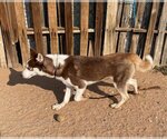 Small Photo #7 Siberian Husky Puppy For Sale in Apple Valley, CA, USA