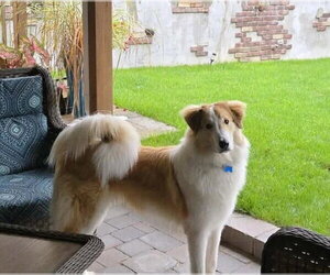 Muppet - Male Collie-Unknown Mix Dog for Adoption - Photo #4