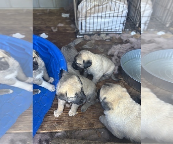 Medium Photo #9 Kangal Dog Puppy For Sale in NORCO, CA, USA