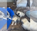 Small #8 Kangal Dog