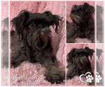Small Photo #1 Brussels Griffon Puppy For Sale in SPOKANE, WA, USA