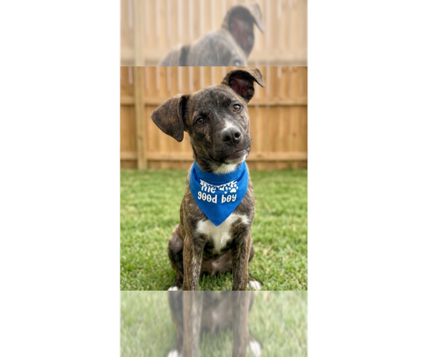 Medium Photo #1 Mountain Cur-Unknown Mix Puppy For Sale in Grovertown, IN, USA